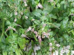 Attēlu rezultāti vaicājumam “Mentha spicata”