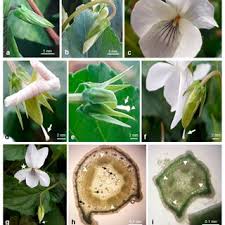 Attēlu rezultāti vaicājumam “Viola uliginosa bud”