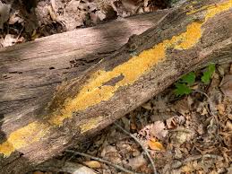 Attēlu rezultāti vaicājumam “Pycnoporellus alboluteus”