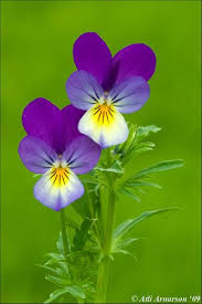 Attēlu rezultāti vaicājumam “Viola tricolor flower”
