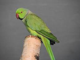 Image result for Psittacula krameri