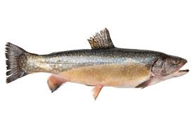 Image result for Salvelinus alpinus