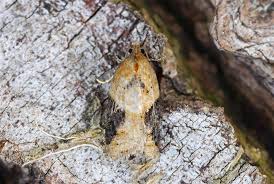 Attēlu rezultāti vaicājumam “Acleris laterana”