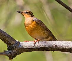 Image result for Ixoreus naevius