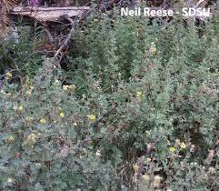 Attēlu rezultāti vaicājumam “Pentaphylloides fruticosa leaf”