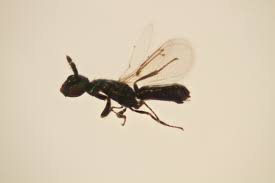 Attēlu rezultāti vaicājumam “Cecidomyiidae”