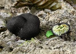 Attēlu rezultāti vaicājumam “Pachyphloeus melanoxanthus”