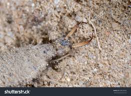 Attēlu rezultāti vaicājumam “Myrmeleontidae larva”