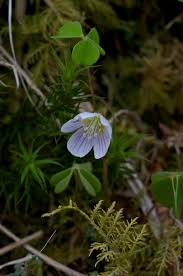 Attēlu rezultāti vaicājumam “Oxalis acetosella flower”
