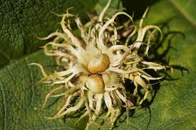 Attēlu rezultāti vaicājumam “Corylus colurna”