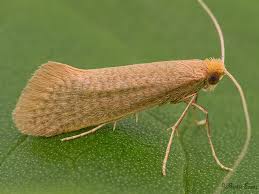 Attēlu rezultāti vaicājumam “Nematopogon sp.”