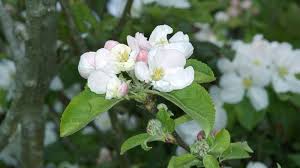 Attēlu rezultāti vaicājumam “Malus domestica flower”