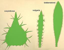 Attēlu rezultāti vaicājumam “Carlina biebersteinii leaf”
