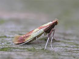 Attēlu rezultāti vaicājumam “Caloptilia alchimiella”