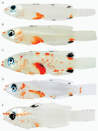 Image result for Elops saurus