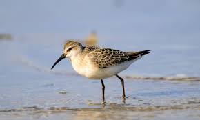 Attēlu rezultāti vaicājumam “Calidris ferruginea”