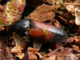 Attēlu rezultāti vaicājumam “Ampedus balteatus”