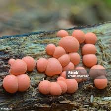 Attēlu rezultāti vaicājumam “Lycogala epidendrum s.str. macro”