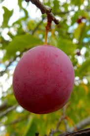 Attēlu rezultāti vaicājumam “Prunus (plum-tree)”