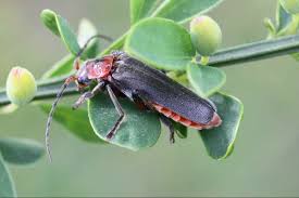 Attēlu rezultāti vaicājumam “Cantharis rustica”