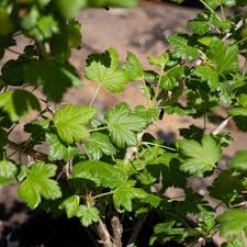 Attēlu rezultāti vaicājumam “Ribes uva-crispa leaf”