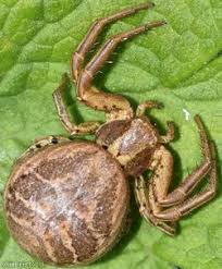 Attēlu rezultāti vaicājumam “Xysticus bifasciatus”