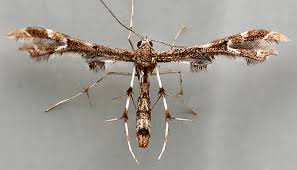 Attēlu rezultāti vaicājumam “Pterophoridae”