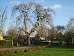 Attēlu rezultāti vaicājumam “Fraxinus excelsior Pendula”