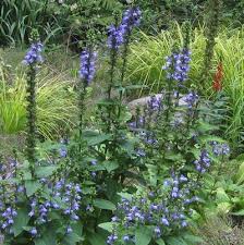 Image result for Frostabella ginsterfarmii