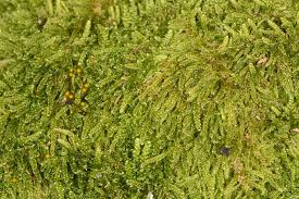 Attēlu rezultāti vaicājumam “Hypnum cupressiforme var. filiforme”