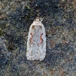 Attēlu rezultāti vaicājumam “Agonopterix ocellana”