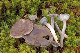 Attēlu rezultāti vaicājumam “Cantharellula umbonata”