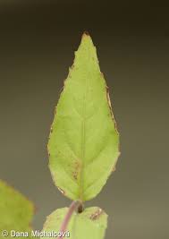 Attēlu rezultāti vaicājumam “Epilobium montanum leaf”