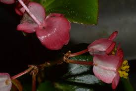 Image result for Begonia cucullata var. Hookeri