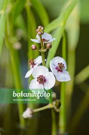 Attēlu rezultāti vaicājumam “Sagittaria sagittifolia”
