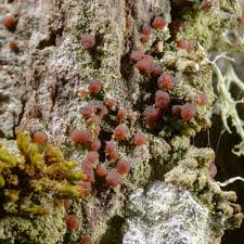 Attēlu rezultāti vaicājumam “Bacidia rubella”