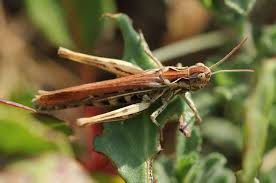 Attēlu rezultāti vaicājumam “Myrmeleotettix maculatus”