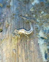 Attēlu rezultāti vaicājumam “Machilidae”