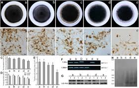 Attēlu rezultāti vaicājumam “Amaurochaete fusiformis spores”