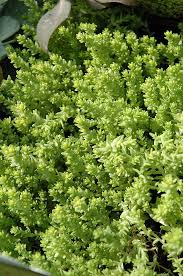 Image result for Sedum acre