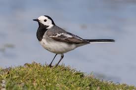 Image result for Motacilla alba