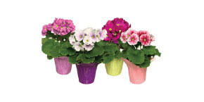 Image result for Primula obconica