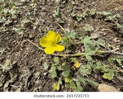 Attēlu rezultāti vaicājumam “Ranunculus bulbosus flower”