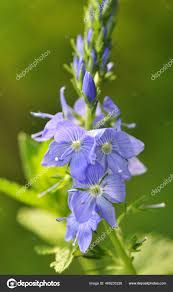 Image result for Veronica teucrium