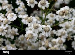 Attēlu rezultāti vaicājumam “Achillea salicifolia flower”