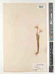 Attēlu rezultāti vaicājumam “Colchicum szovitsii subsp. szovitsii”