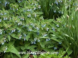 Attēlu rezultāti vaicājumam “Symphytum grandiflorum flower”