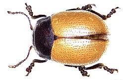 Attēlu rezultāti vaicājumam “Chrysolina staphylaea”