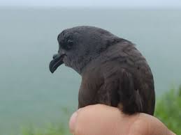 Image result for Oceanodroma monorhis