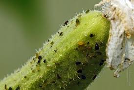 Attēlu rezultāti vaicājumam “Aphis jacobaeae”